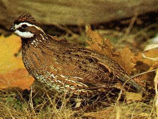 Male Bobwhite Quail