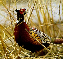 The mighty male Ringneck Pheasant